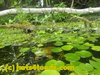 /home//u458753944/public_html/sourcegallery/////////////Frogs/More bullfrogs/P7251197.JPG